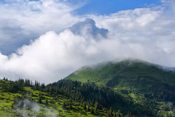 Landscape with high mountains. Foggy forest of the pine trees. Majestic summer day. The early morning mist. A place to relax in the Carpathian Park. Natural landscape. Free space for text.