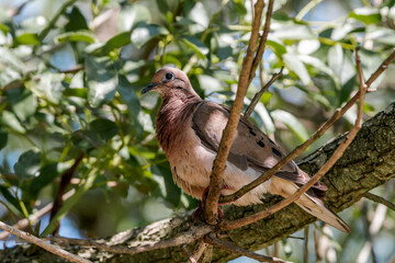 Eared Dove (Zenaida auriculata) in park, Buenos Aires, Argentina