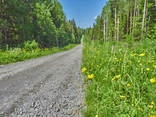 road in the forest. summer