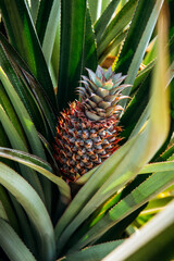 Obraz premium Rape pineapple closeup on the plantation. Pineapple plantation in Kerala, India
