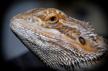 Pogona