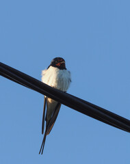 swallow on the wire. summer