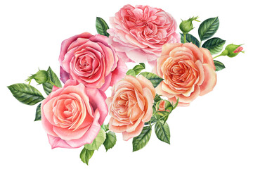 Bouquet of flowers pink roses, isolated white background. Watercolor delicate flowers 