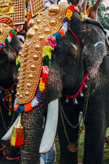 Kerala, India - February, 2016: Decorated elephant in India during Thrissur elephant festival