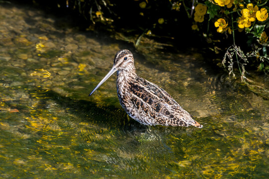 South American Snipe (Gallinago paraguaiae) in Ushuaia area, Land of Fire (Tierra del Fuego), Argentina