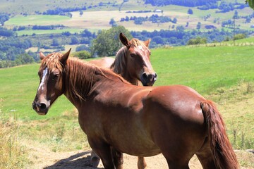 Fototapeta premium Chevaux au pré