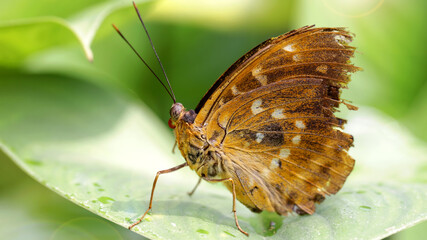 brown damaged butterfly resting on a leaf, macro photography of this delicate Lepidoptera in the Thai tropical jungle. nature scene