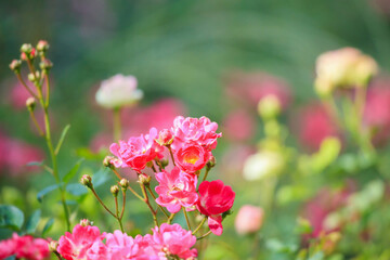 Beautiful pink roses flower in the garden