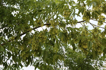 
Green American maple seeds ripen on the tree in summer