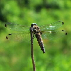 The dragonfly is sitting on a broken branch

