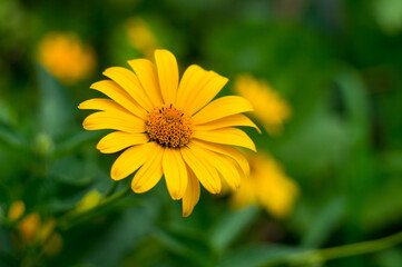 Obraz premium Yellow field calendula flower, shot on a green background. Coreopsis auriculata.