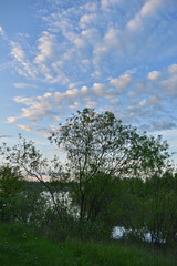 sunrise in the summer forest