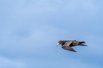 Southern Giant Petrel (Macronectes giganteus) in South Atlantic Ocean, Southern Ocean, Antarctica