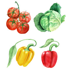 Watercolor vegetables vintage watercolor botanical illustration. Collection of tomatoes, green cabbage, yellow and red paprikas isolated on a white background