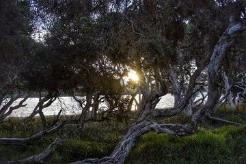 trees in the forest