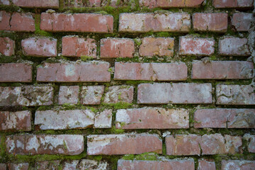Red brick old wall. Green moss grows on the brick wall. Background or texture.