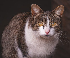 summer flora and grass in focus