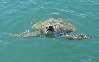 sea turtle