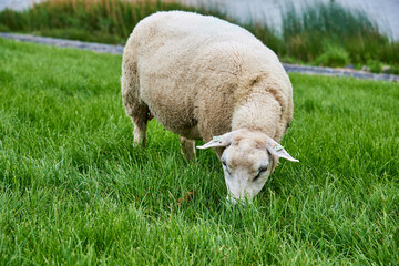 Naklejka na ściany i meble Ein Schaf auf einem Deich bei Makkum am Ijsselmeer in den Niederlanden