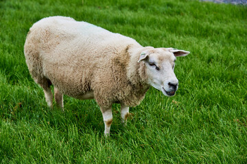 Obraz na płótnie Canvas Ein Schaf auf dem Deich bei Makkum am Ijsselmeer in den Niederlanden