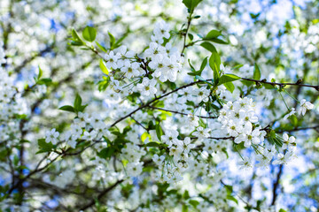 Spring flowering orchard, blossom garden cherry tree. Idyllic natural background wallpaper backdrop. Many white flowers in the orchard