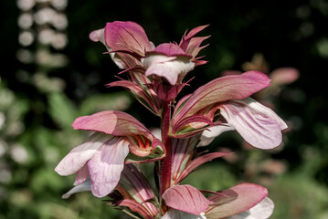 Balkan Bear's Breeches (Acanthus balcanicus) in park, Yalta, Crimea
