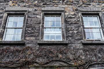 Wall with three windows with climbing plants as background