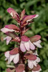 Balkan Bear's Breeches (Acanthus balcanicus) in park, Yalta, Crimea