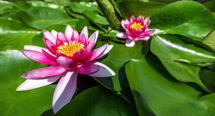 Water lily growing on an artificial water reservoir
