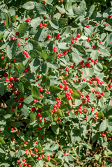 Tatarian Honeysuckle (Lonicera tatarica) in park, Central Russia