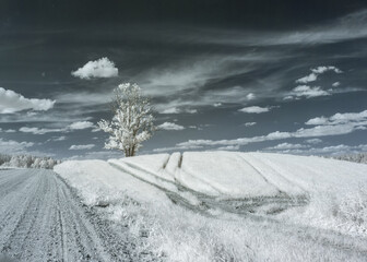 summer landscape with a tree in the middle of the field, infrared photography. beautiful lonely...