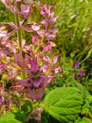 Fototapeta premium Salvia officinalis. flowering plant in the summer field.