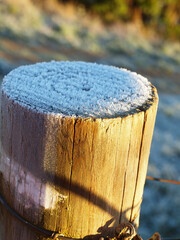 Obraz na płótnie Canvas close up of a frost wood