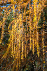 Magical nature in Dolomites at the national park Three Peaks (Tre Cime, Drei Zinnen) during sunset and golden Autumn, South Tyrol, Italy.