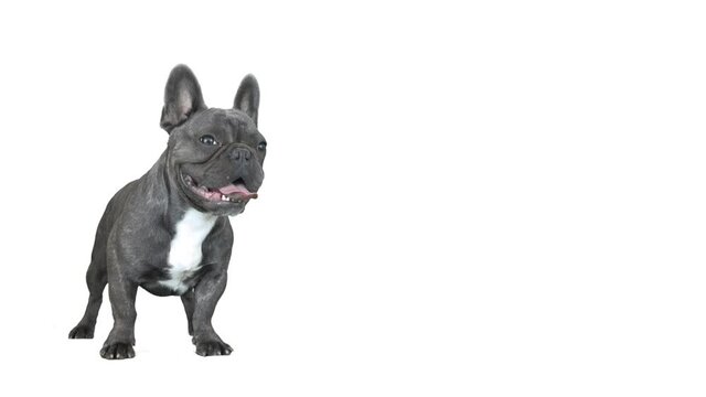french bulldog on a white background
