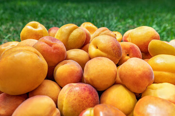 Apricots, ripe beautiful apricots lie on the grass. Beautiful colorful background