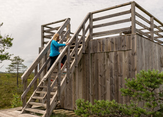 the summer swamp. woman in a blue jacket climbs the stairs. view of the tower. bog background and vegetation. white clouds. small swamp pines