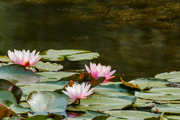 Hybrid Waterlily (Nymphaea hybridum) on pond in park, Central Russia