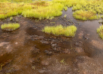 bog vegetation background, bog grass, plants, water, moss, summer in the bog