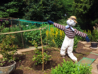 Scarecrow in an allotment