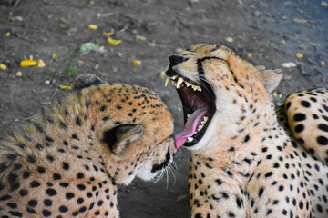 A beautiful closeup portrait of two cheetahs (Acinonyx jubatus), one cheetah with mouth wide open showing teeth and pink tongue