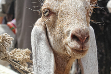 Closeup of beautiful Goat.