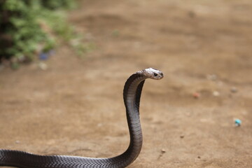 Fototapeta premium The Javan spitting cobra (Naja sputatrix), also called Indonesian cobra, is a species of cobra in the family Elapidae, found in the Lesser Sunda Islands of Indonesia, including Java, Bali, and other.