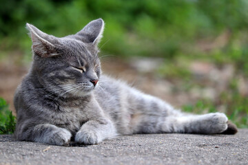 Naklejka na ściany i meble Grey cat lays squinting on a summer street. Portrait of resting pet