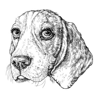 Sketch of cute Beagle Dog. Vector Illustration