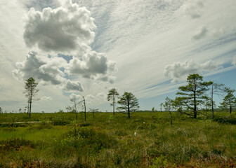 landscape from swamp, sunny summer day with bog vegetation, trees, mosses and ponds, cloudy sky