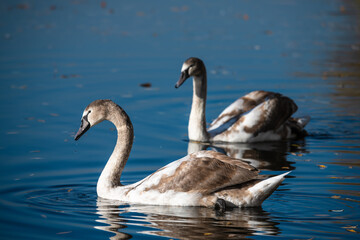 Close up photo of young grey swan  at autumn nature lake with fallen leaves in sunny day nature