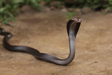 The Javan spitting cobra (Naja sputatrix), also called Indonesian cobra, is a species of cobra in the family Elapidae, found in the Lesser Sunda Islands of Indonesia, including Java, Bali, and other.