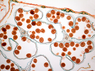Microphotography of cornstarch.