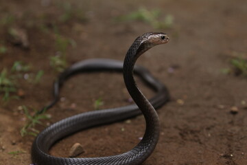 The Javan spitting cobra (Naja sputatrix), also called Indonesian cobra, is a species of cobra in the family Elapidae, found in the Lesser Sunda Islands of Indonesia, including Java, Bali, and other.